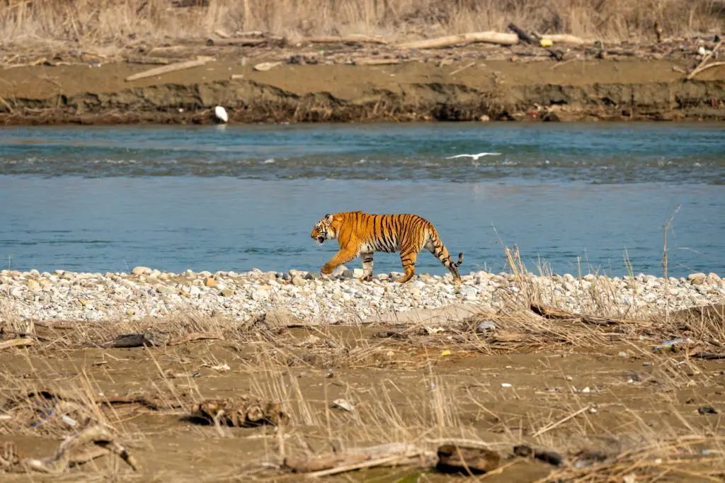 Forest landscape of Jim Corbett National Park