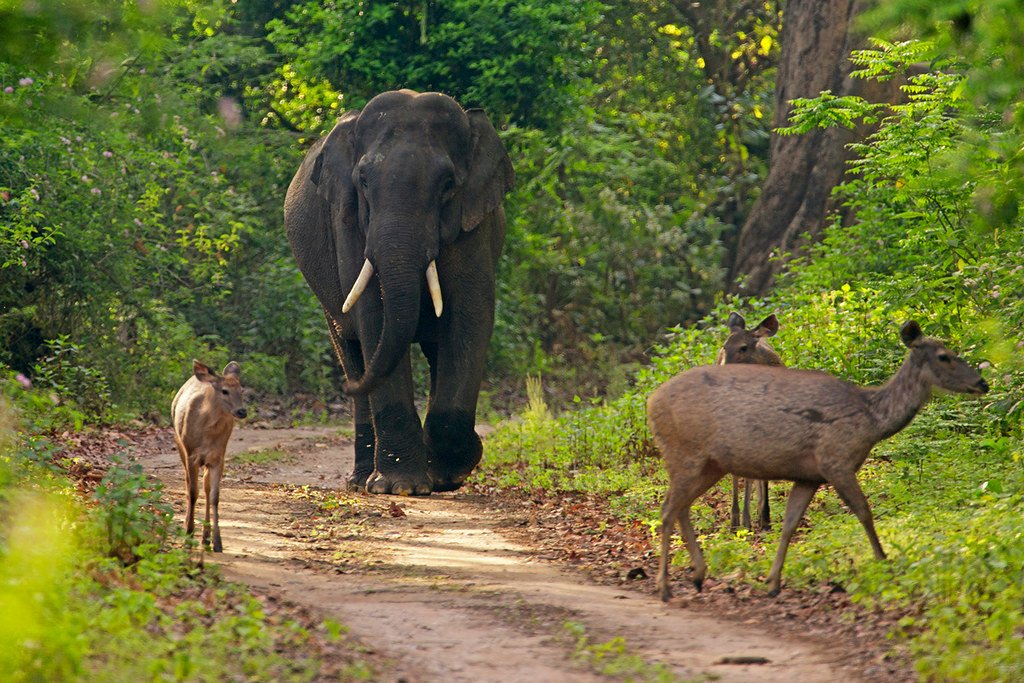 Bhandarpani Forest Area