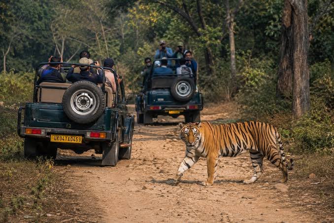 Bijrani Zone Jim Corbett
