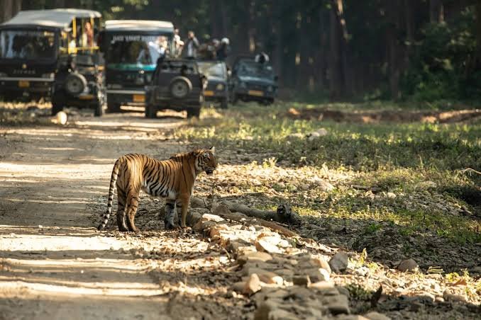 Dhikala Zone Jim Corbett