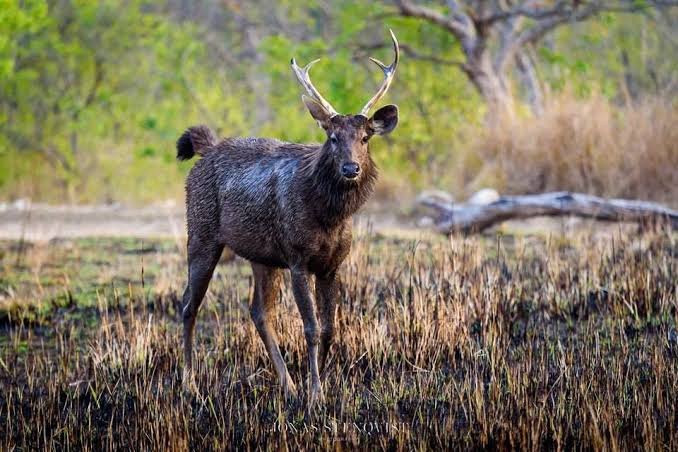 Durgadevi Zone Jim Corbett