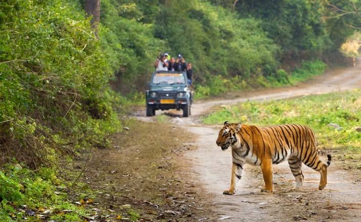 Jhirna Zone Jim Corbett