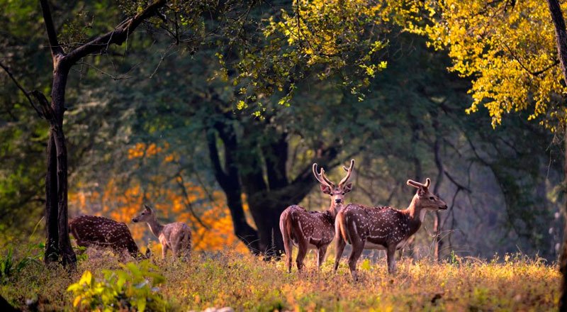 Sitabani Forest Area