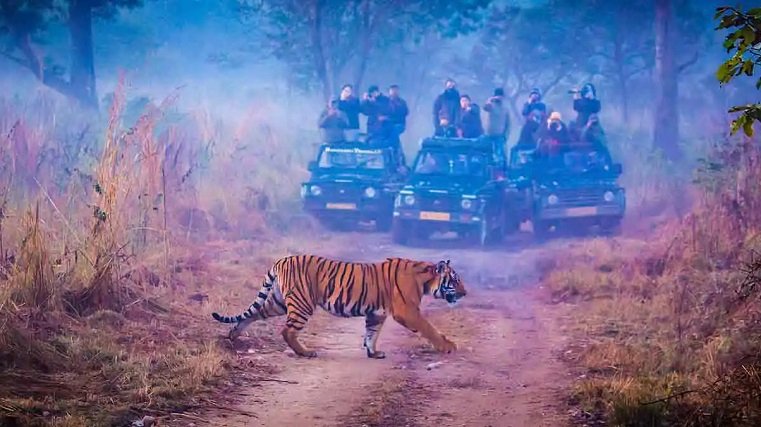 Jeep Safari in Jim Corbett National Park